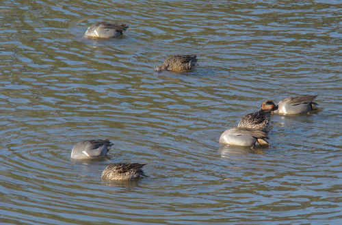 iNaturalist image
