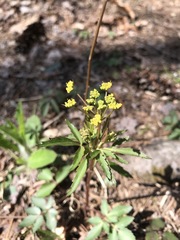 Zizia trifoliata