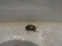 Chasmatopterus