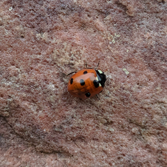 Coccinella septempunctata