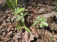 Zizia trifoliata