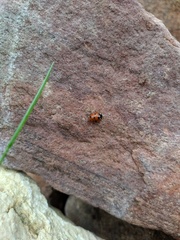 Coccinella septempunctata