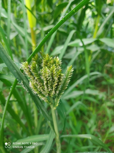 Eleusine coracana observed 2026-07-26