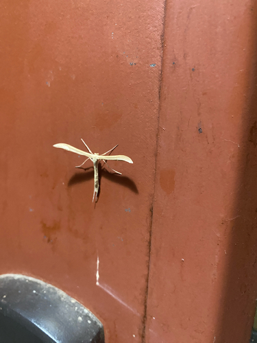 iNaturalist observation photo of Pterophorinae