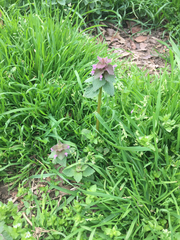 Lamium purpureum purpureum