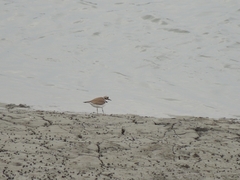 Charadrius dubius