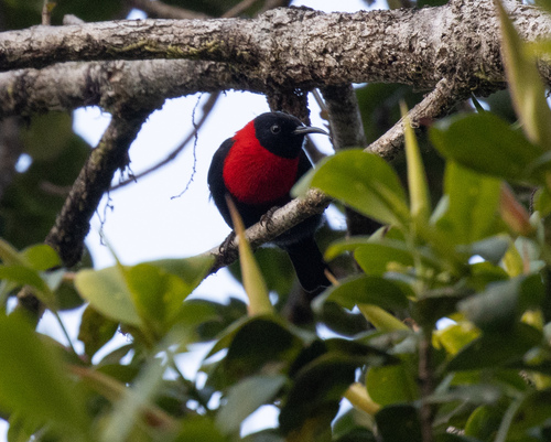 Red-collared Myzomela (Myzomela rosenbergii), photo 9