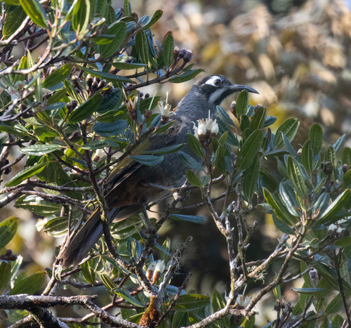 Belford's Melidectes (Melidectes belfordi), photo 9