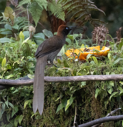 Epimachus meyeri observed 2026-06-15