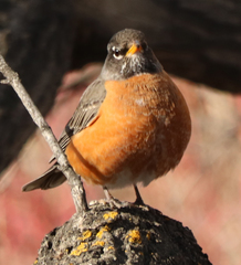 Turdus migratorius