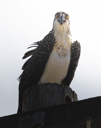 Balbuzard pêcheur, jeune