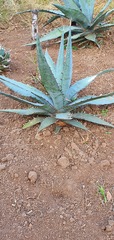 Agave titanota