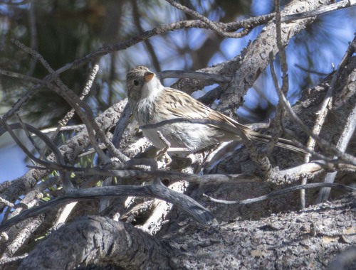 Brewer's Sparrow