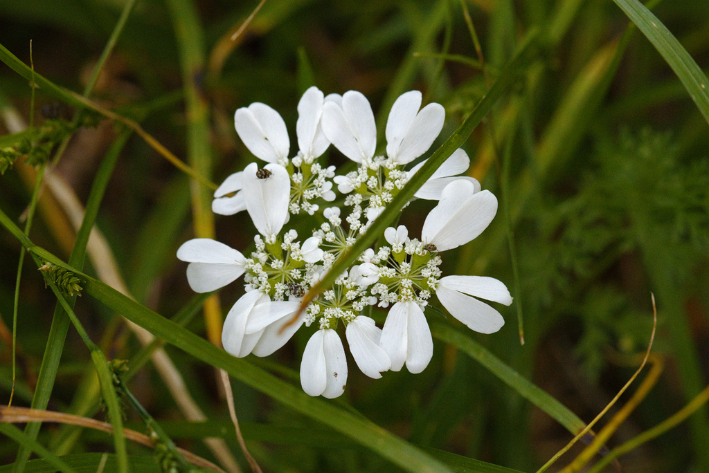 Orlaya grandiflora; photograph (c) Liem Malarney, some rights reserved (CC BY)