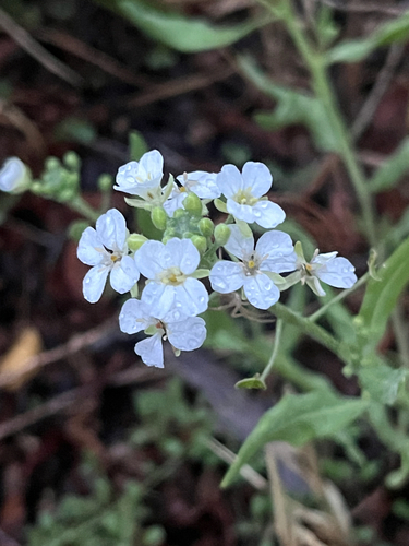 Touristplant