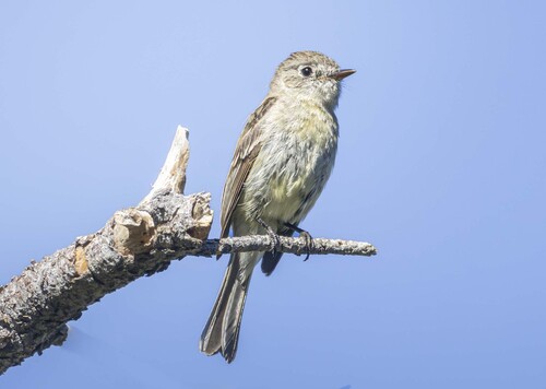 Dusky Flycatcher