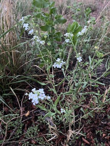 Touristplant