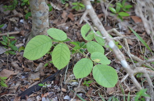 Piscidia piscipula, photograph 3