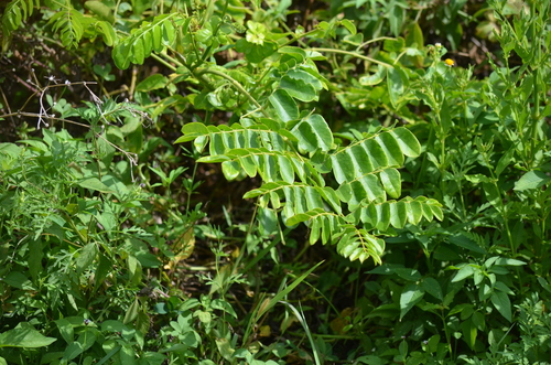 Guilandina bonduc, photograph 3