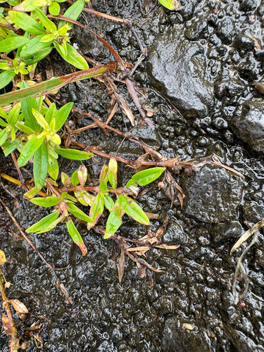 Oldenlandia corymbosa observed 2026-07-25