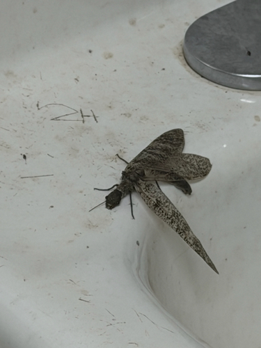 iNaturalist observation photo of Orohermes crepusculus