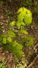 Fagus sylvatica