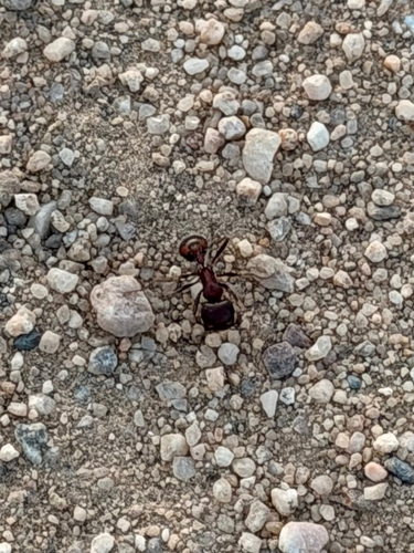 Rough Harvester Ant