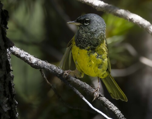 MacGillivray's Warbler