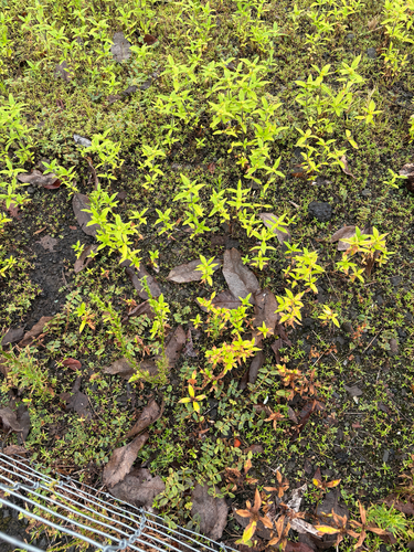Spermacoce exilis observed 2026-07-25