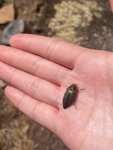iNaturalist observation photo of Golden Buprestid Beetle