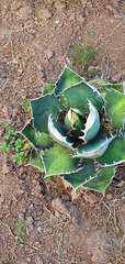 Agave titanota