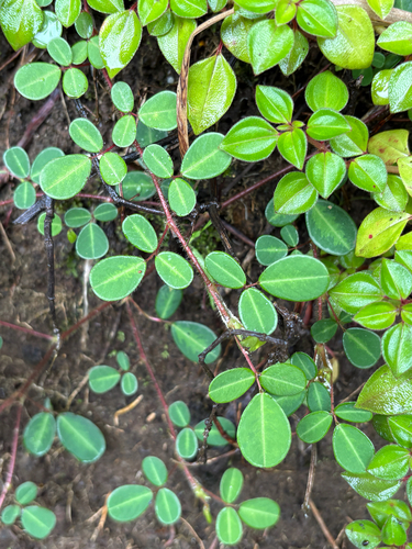 Grona heterophylla observed 2026-07-25