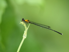 Prodasineura croconota