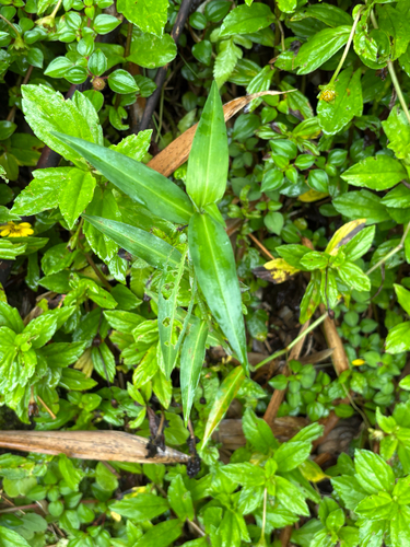 Commelina diffusa observed 2026-07-25