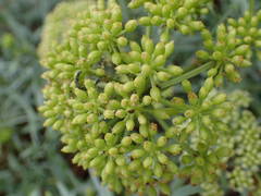 Crithmum maritimum image