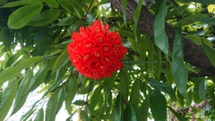 Brownea grandiceps