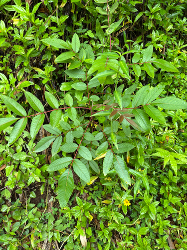 Rhus sandwicensis observed 2026-07-25
