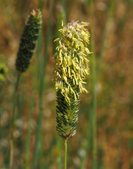 Phalaris tuberosa