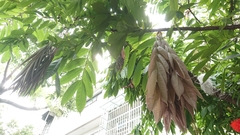 Brownea grandiceps