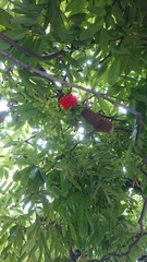 Brownea grandiceps