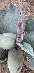 Agave guadalajarana