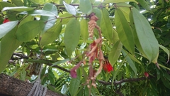 Brownea grandiceps