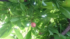 Brownea grandiceps