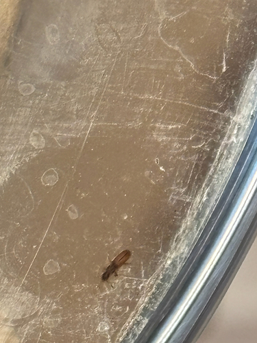Cryptolestes