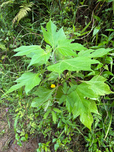 Tithonia diversifolia observed 2026-07-25