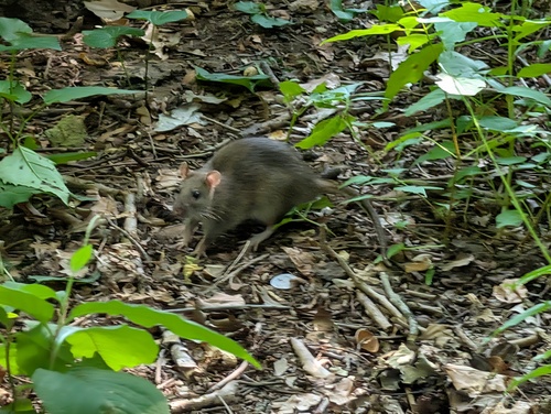 Rat photographed near here on 2026-07-24