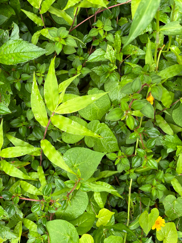 Commelina diffusa observed 2026-07-25