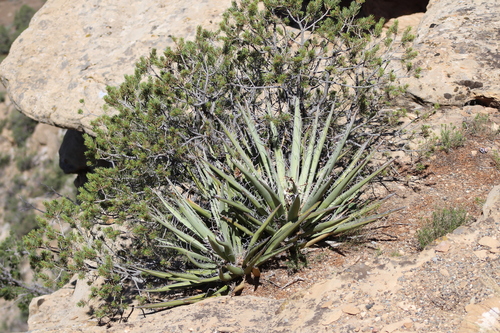 Banana Yucca