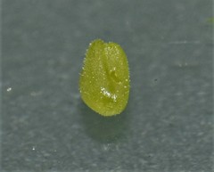Valerianella carinata