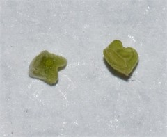 Valerianella carinata